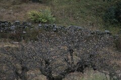 Leucosticte nemoricola