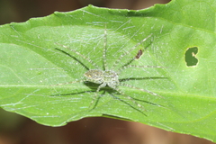Thaumasia