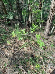 Alectryon tomentosus