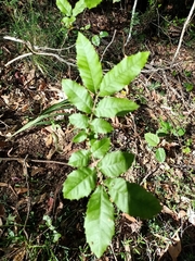 Alectryon tomentosus