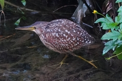 Ixobrychus eurhythmus