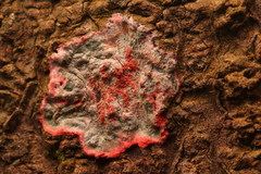 Herpothallon