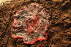 Herpothallon