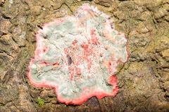 Herpothallon