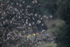 Leucosticte nemoricola