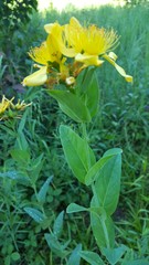 Hypericum ascyron pyramidatum