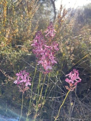 Stylidium brunonianum