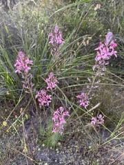 Stylidium brunonianum