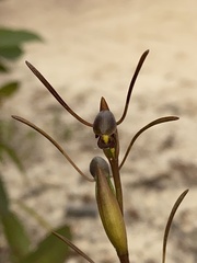 Orthoceras strictum