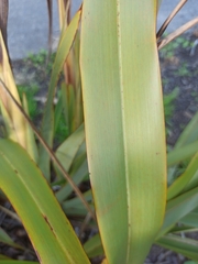 Phormium tenax