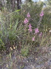 Stylidium brunonianum