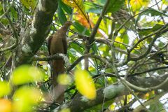 Macropygia rufipennis