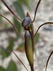 Orthoceras strictum