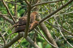 Macropygia rufipennis