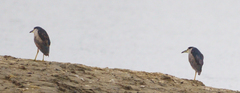 Nycticorax nycticorax nycticorax