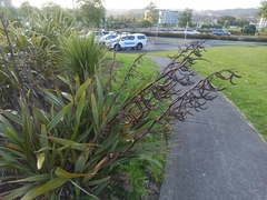 Phormium tenax