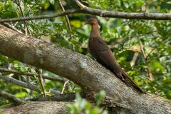 Macropygia rufipennis
