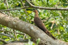 Macropygia rufipennis