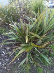 Phormium tenax