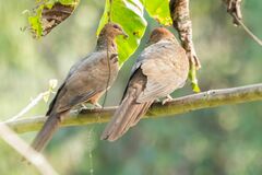 Macropygia rufipennis