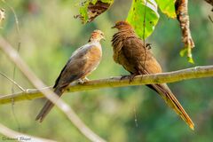 Macropygia rufipennis