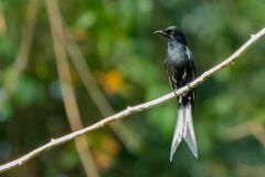 Dicrurus andamanensis