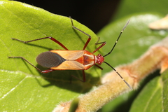 Hypselonotus interruptus