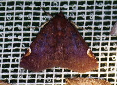 Mazacyla relata