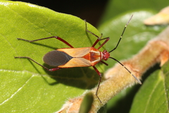 Hypselonotus interruptus