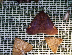 Mazacyla relata