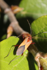 Hypselonotus interruptus