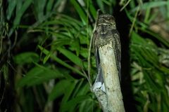 Caprimulgus andamanicus