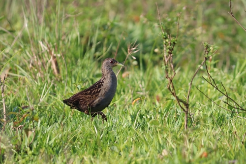 Ash-throated Crake (Mustelirallus albicollis), photo 2