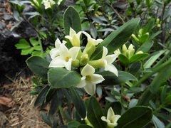 Daphne alpina