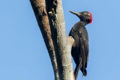 Dryocopus hodgei