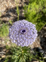 Trachymene coerulea