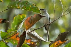 Pericrocotus divaricatus