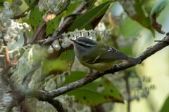 Phylloscopus maculipennis