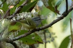 Phylloscopus maculipennis
