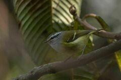 Phylloscopus maculipennis