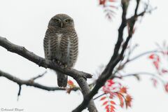 Glaucidium cuculoides