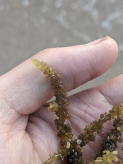 Rhodophyta