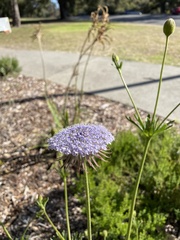 Trachymene coerulea