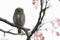 Glaucidium cuculoides