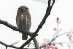 Glaucidium cuculoides