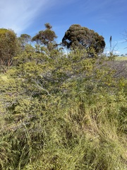 Acacia pinguifolia