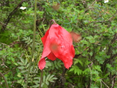 Meconopsis punicea