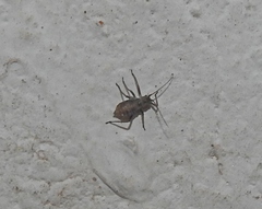 Euceraphis