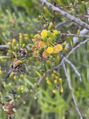 Acacia pinguifolia