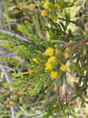 Acacia pinguifolia